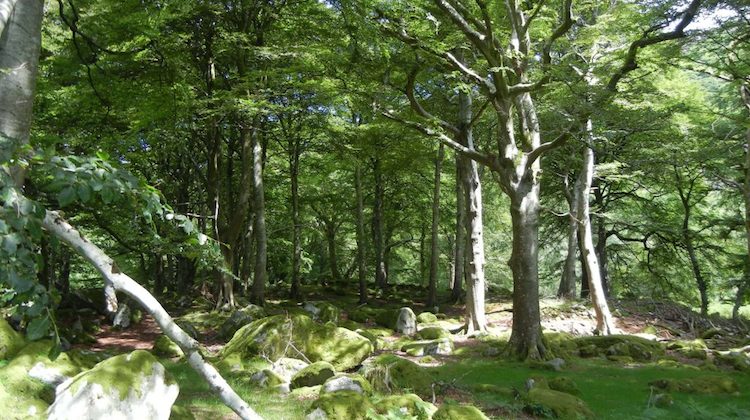 LoughTayGlen