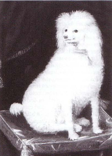 A portrait of Boye, Prince Rupert's poodle