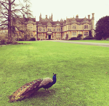 Corsham Court with peacock