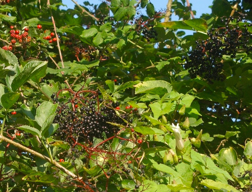 Hedgerow with berries