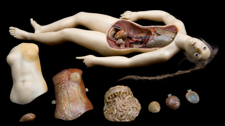 Main body of wax anatomical model of reclining woman with removable internal organs