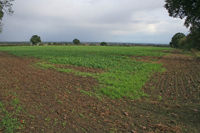 Stoke Field