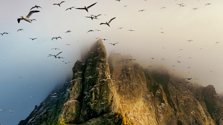 Birds over Boreray island, St Kilda archipelago