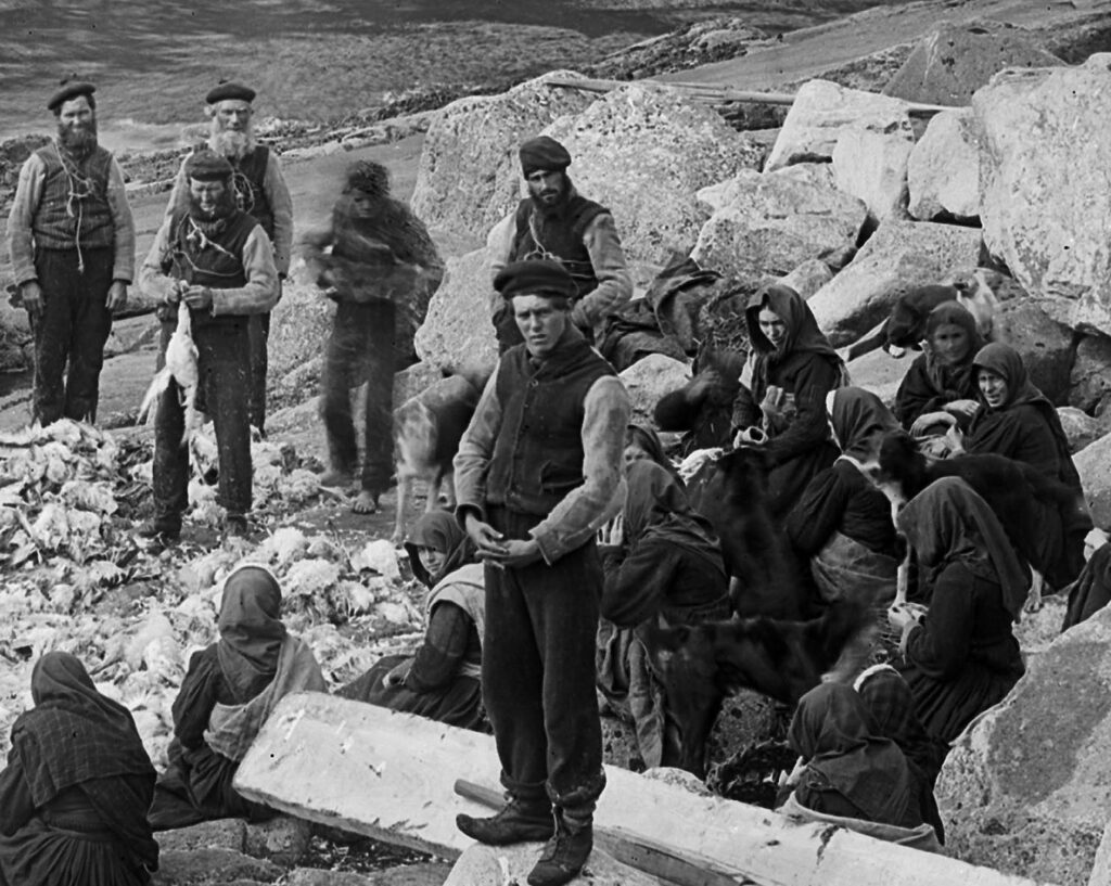 Dividing the catch of fulmar, St Kilda
