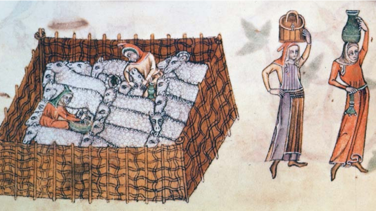 Working in a sheep pen, women carrying a basket and a vessel