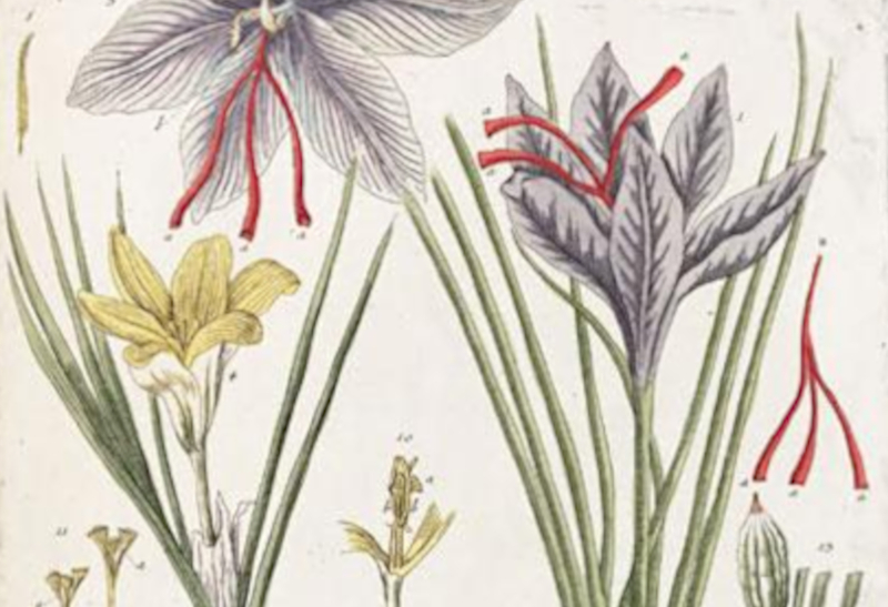 Botanical drawing of a saffron crocus